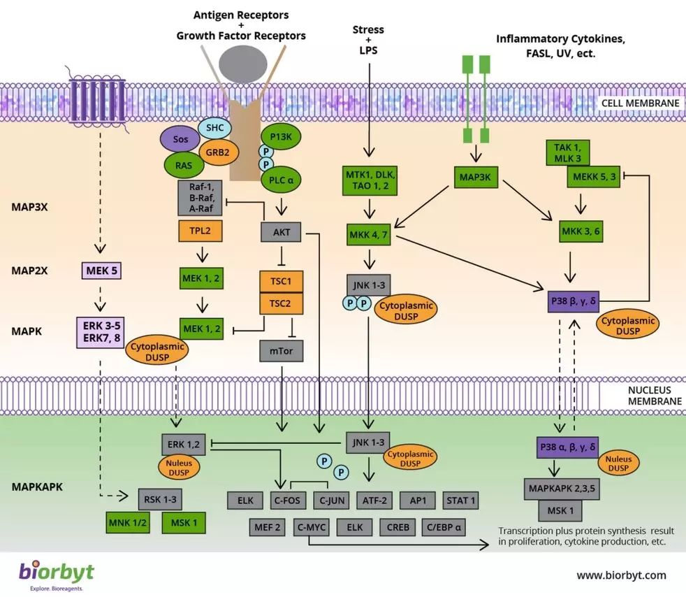 MAPK Signaling Pathway