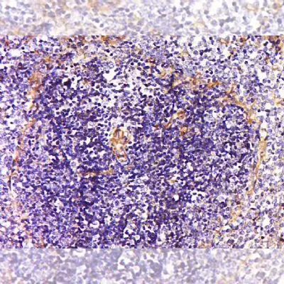 Immunology