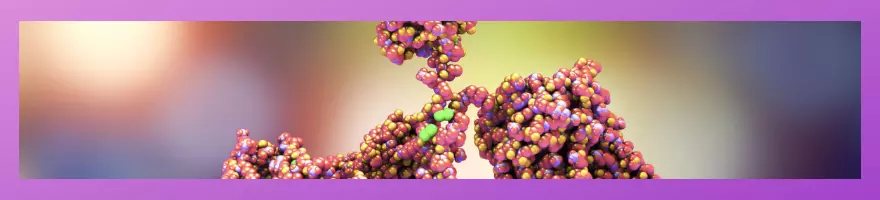 antibody validation