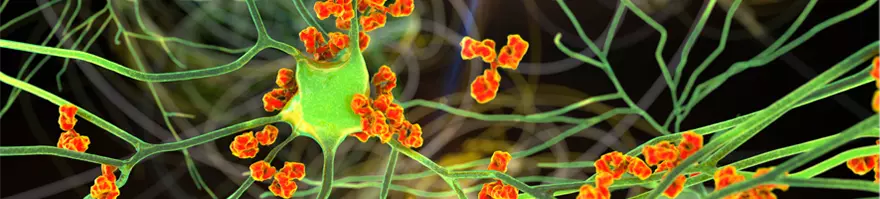 Autoimmunity