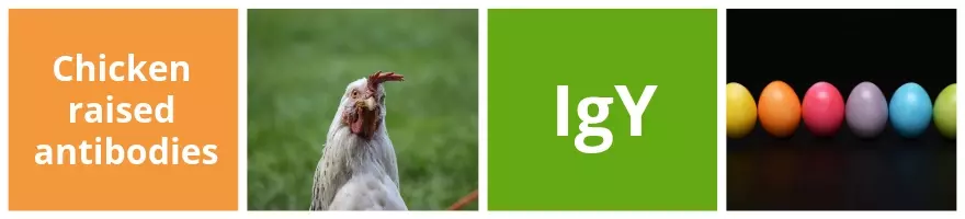 Chicken IgY