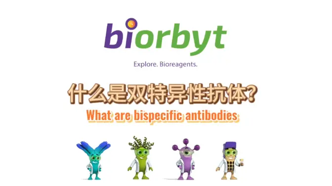 双特异性抗体科普视频