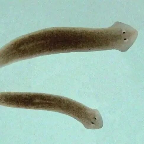 无脊椎动物生命科学研究