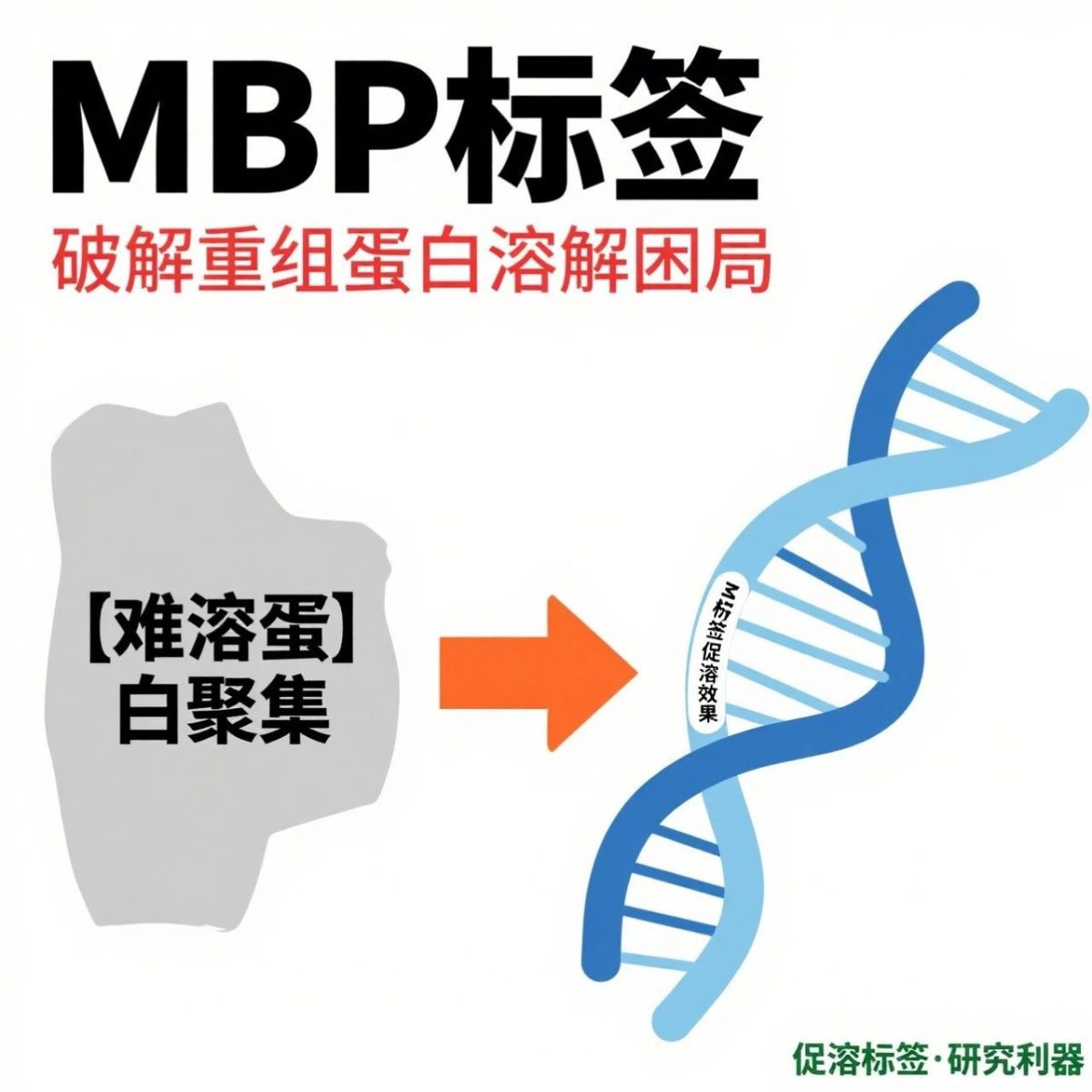 促溶标签 MBP