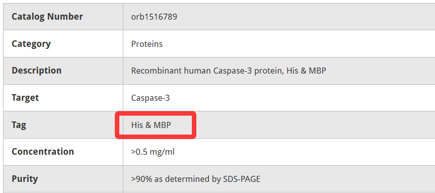 MBP融合重组蛋白表达与纯化示例