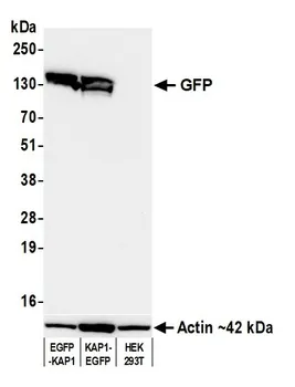 Detection of GFP by western blot in HEK293T lysates