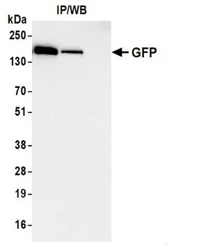 Detection of GFP by western blot of immunoprecipitates from 293-F cells