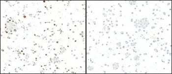 Detection of GFP by ICC on FFPE section of HEK293 cells