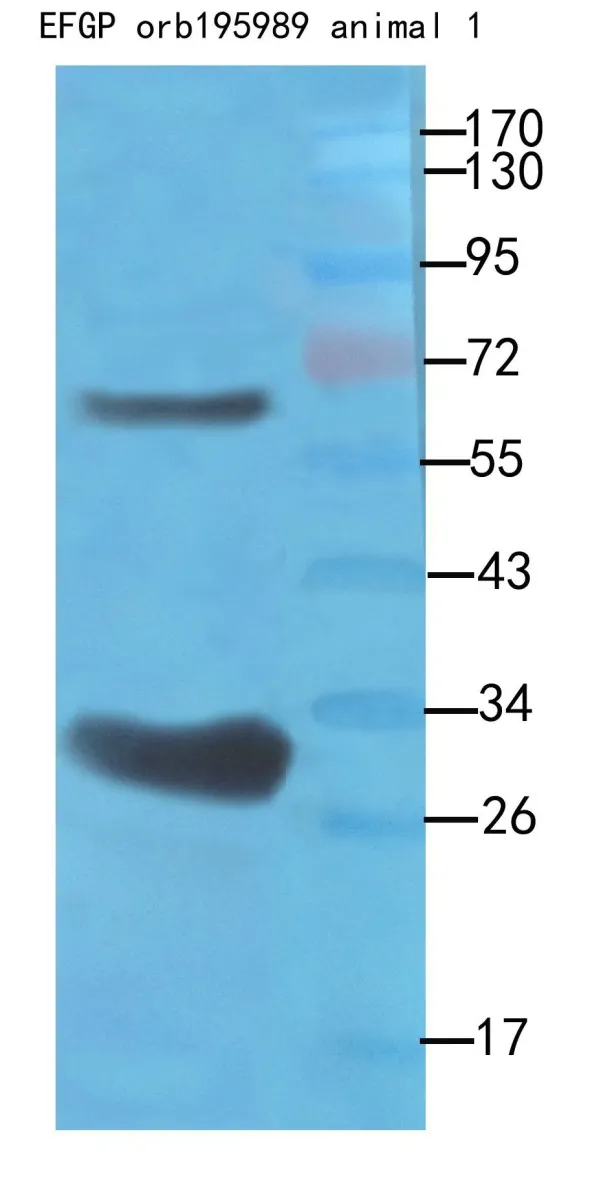 Western blot: recombinant protein 100ng as lysate, EGFP antibody 1:500