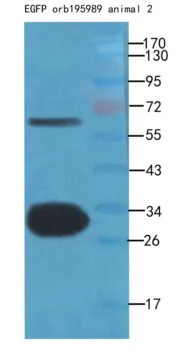 Western blot: recombinant protein 100ng as lysate with EGFP antibody at 1:500 dilution