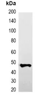 Western blot analysis of over-expressed GFP-tagged protein in 293T cell lysate