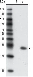 Western blot: HCC827 cells, untransfected (lane1) and transfected with GFP (lane2) using GFP antibody