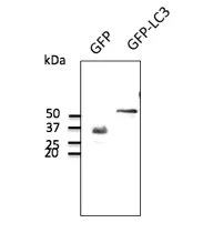 Western blot: HEK293 transfered cell lysates at 50 ug per lane using GFP antibody