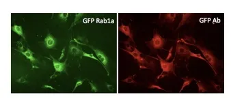 Primary fibroblasts transduced with ad GFP-Ra1a and immunostained with GFP antibody