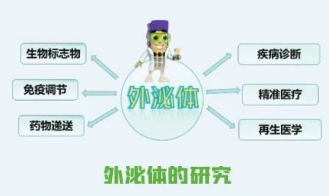 和 DeepSeek 一起探索“外泌体”的奥秘