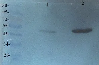 IHC Validation