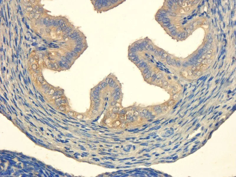 IHC Validation 2