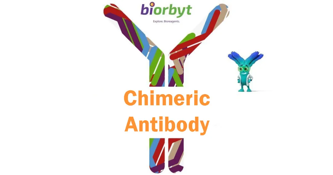 嵌合抗体 Chimeric Antibody1