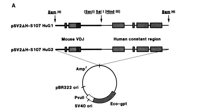 嵌合抗体 Chimeric Antibody2
