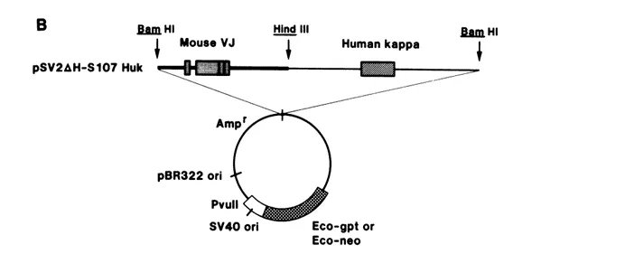 嵌合抗体 Chimeric Antibody3