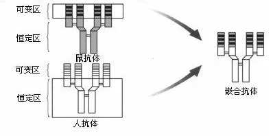 嵌合抗体 Chimeric Antibody4