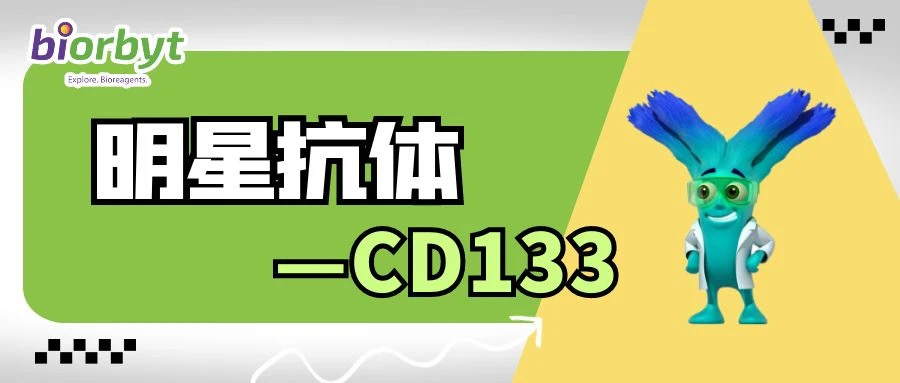 CD133抗体
