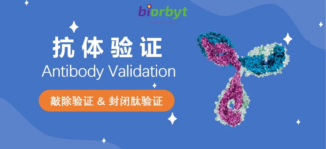敲除验证和封闭肽验证