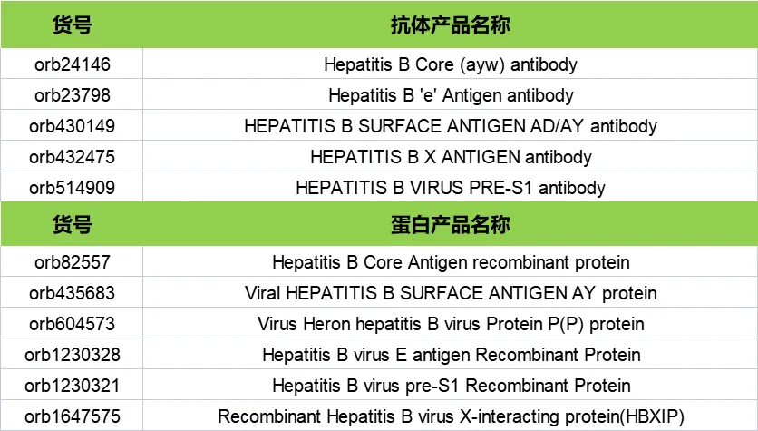 病毒性肝炎3