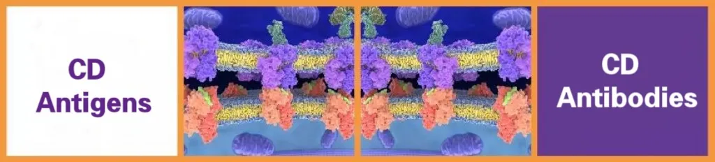 白细胞分化抗原CD分子系列1