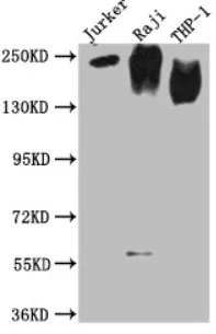 白细胞分化抗原CD分子系列12
