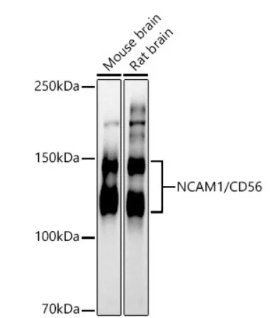 白细胞分化抗原CD分子系列15