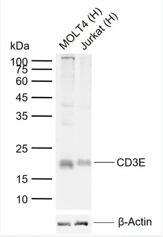 白细胞分化抗原CD分子系列2