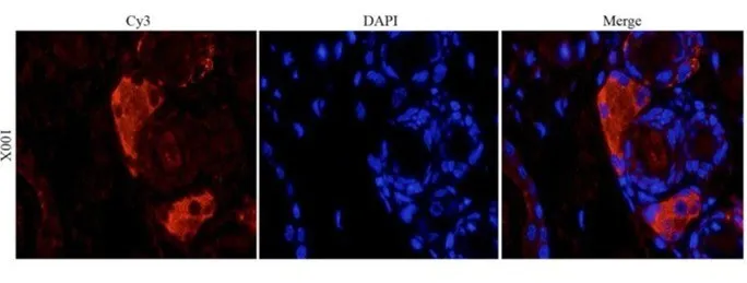 白细胞分化抗原CD分子系列7