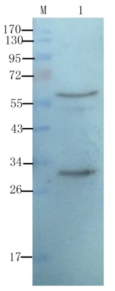白细胞分化抗原CD分子系列9