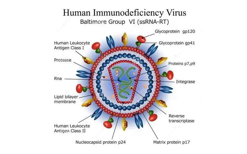 HIV与艾滋病研究专题