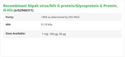 Recombinant Nipah virus G protein