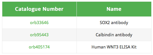 SOX2抗体大鼠脾脏组织免疫组化IHC分析