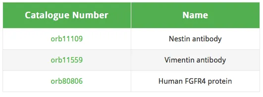 Nestin抗体大鼠肾脏组织免疫组化IHC分析