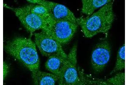 神经元生长发育Neuronal Growth and Development研究示意图