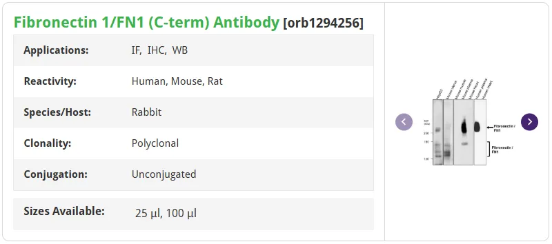 纤连蛋白Fibronectin:细胞外基质的“多维”调控者6