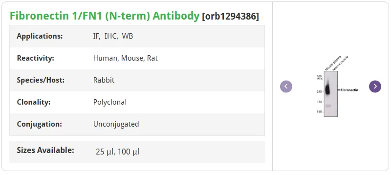纤连蛋白Fibronectin:细胞外基质的“多维”调控者7