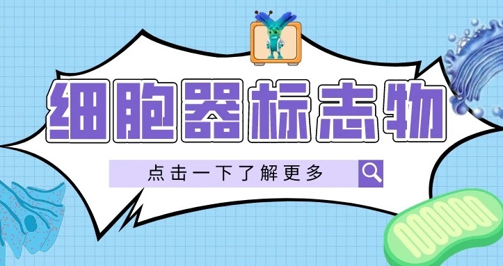 细胞器标志物(2)