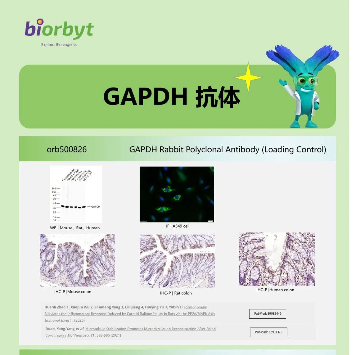 经典内参 GAPDH 的隐藏技能：甘蔗研究揭示其调控自噬平衡病毒侵染新机制