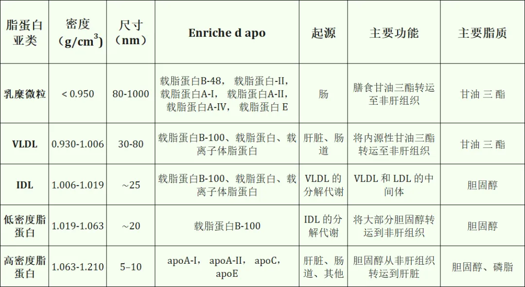 脂蛋白1