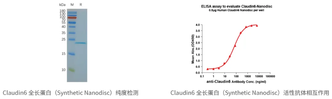 药物靶点功能性蛋白:人全长膜蛋白-合成纳米圆盘(Synthetic Nanodisc)系列1