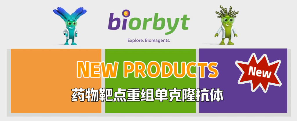 BM参照抗体和兔单克隆抗体