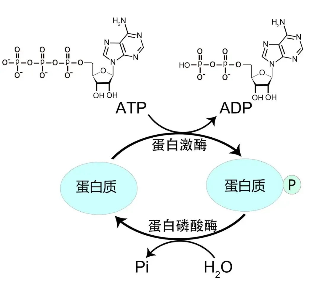 蛋白质磷酸化如何检测2