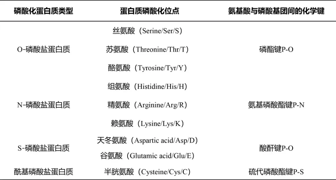 蛋白质磷酸化如何检测3