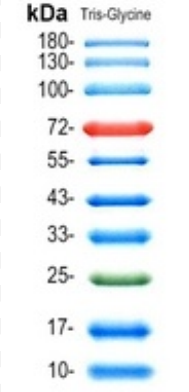 蛋白maker DNA ladder