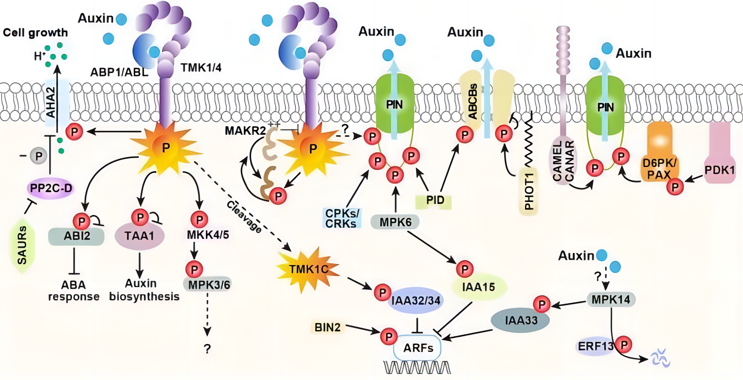 Protein Phosphorylation 2